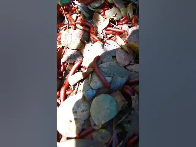 'Video thumbnail for what is  insect'