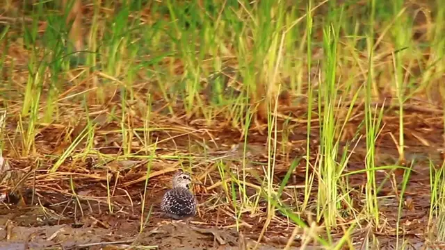 'Video thumbnail for Cute bird in lake'