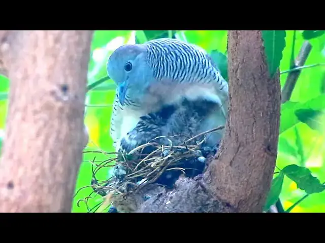 'Video thumbnail for Wild dove bird | Dove care baby on nest'
