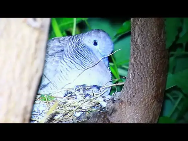 'Video thumbnail for Family of wild dove bird | Dove care baby on nest'