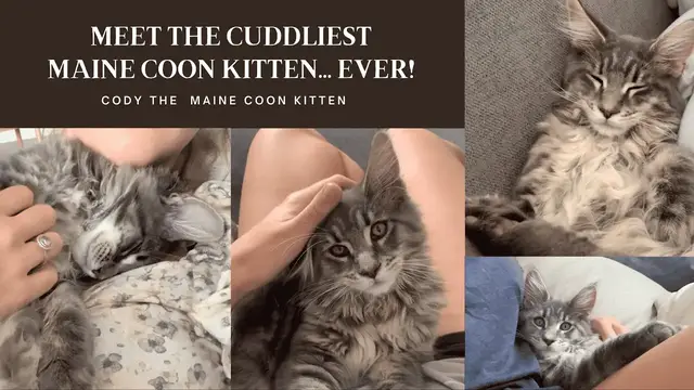 'Video thumbnail for (ADORABLE!) Maine Coon Kitten Cuddles - Sound On!'
