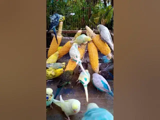 'Video thumbnail for 우리 새를 위한 채소 준비하는 방법 간단한 레시피! #birds #parrot #budgies #birdsounds #animals #새의 세계안녕하세요, {Inco 건강 상태 표'