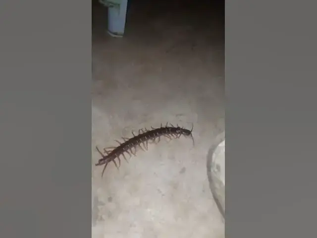 'Video thumbnail for EP-03 Venomous Centipede 4K #Insect #gaininsect'