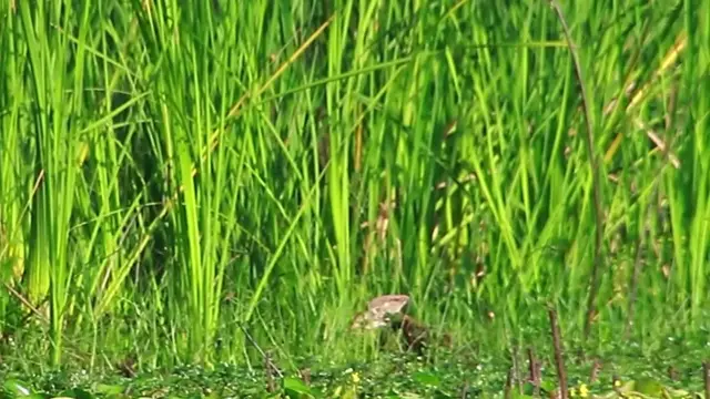 'Video thumbnail for Small wild bird wait catch food eat'