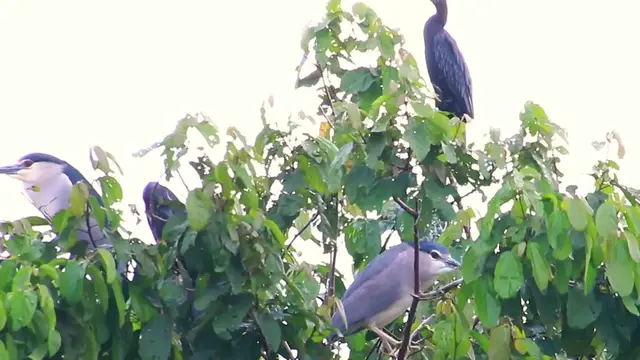 'Video thumbnail for Wild bird a lot​ forest'