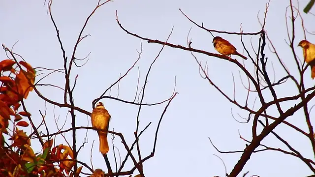 'Video thumbnail for Small wild bird cry'