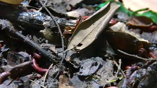'Video thumbnail for Venomous Centipede eat soil or fruit'