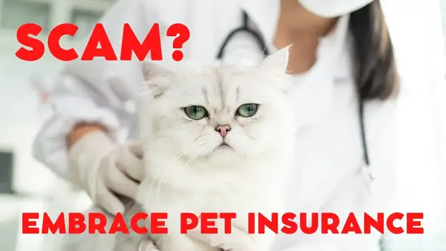 'Video thumbnail for Embrace Pet Insurance reviews: Annual price increases'