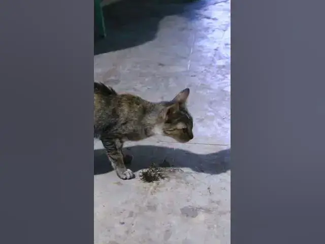 'Video thumbnail for Anazing Cat eat fish #cat #shortcat'