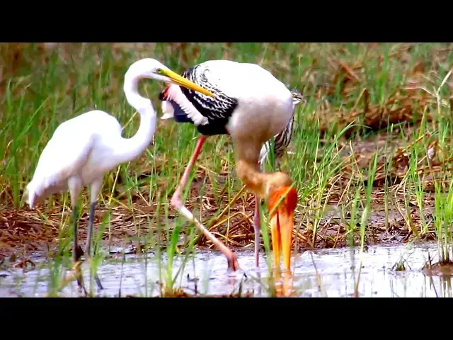 'Video thumbnail for Amazing of lake - In lake a lot bird | wild bird creis feed'
