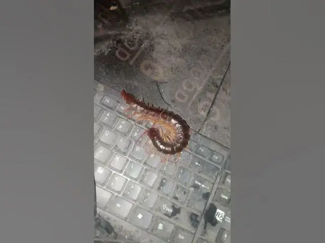 'Video thumbnail for EP -13 Cats Vs Venomous Centipede 4K #Insect #gaininsect'