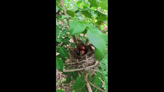 'Video thumbnail for Straing Bird of Egg #babybird #dove #dovebird #nestbird #shortbird #nestdove #birdeat #birdfeed'