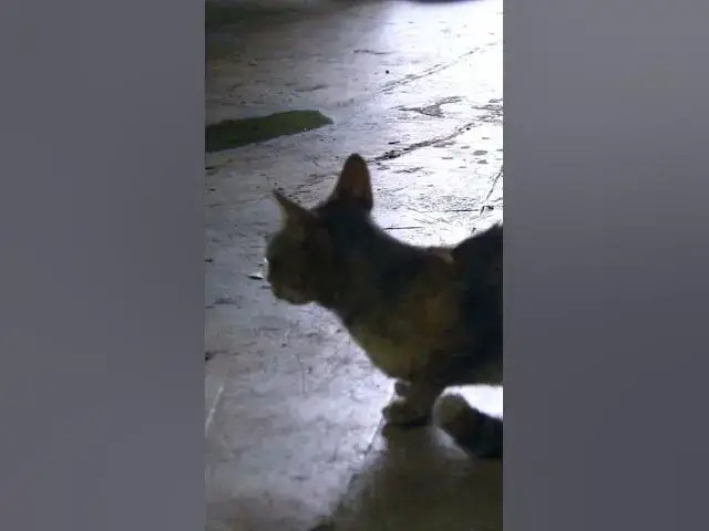 'Video thumbnail for Wow Cat eat fish #cat #shortcat$# #eatva'