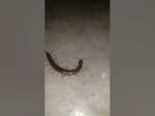'Video thumbnail for EP-02 Venomous Centipede 4K #Insect #gaininsect'