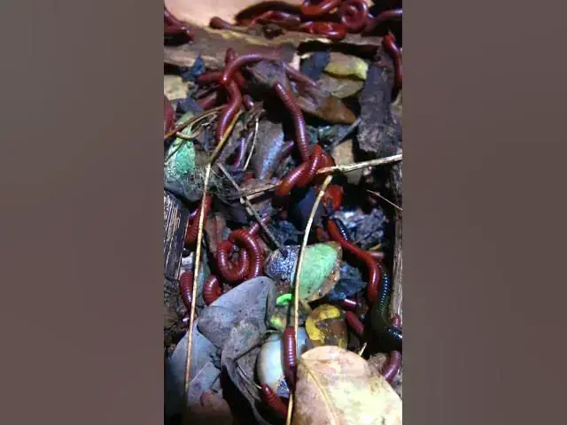 'Video thumbnail for Wow Venomous Centipede'
