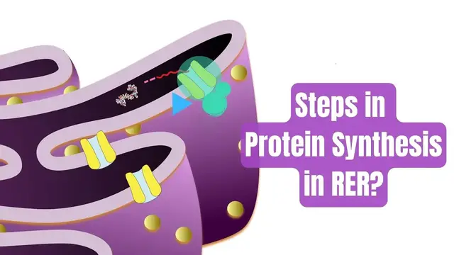 'Video thumbnail for How is Membrane and Secretory Proteins synthesized in Endoplasmic reticulum? Step wise explanation'