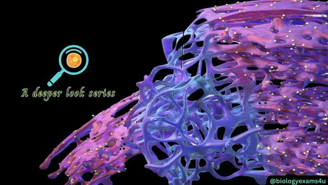 'Video thumbnail for What does endoplasmic reticulum do? Endoplasmic Reticulum Structure and Function || MCAT,   CSIR'