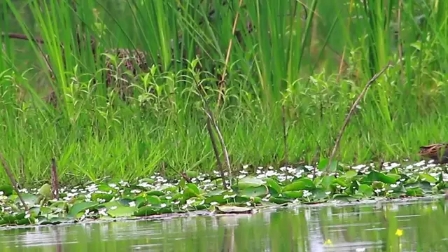 'Video thumbnail for Cute of unkhnow bird find catch food'