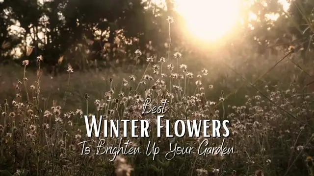 'Video thumbnail for Best 4 Winter Flowers to Brighten up your Garden'