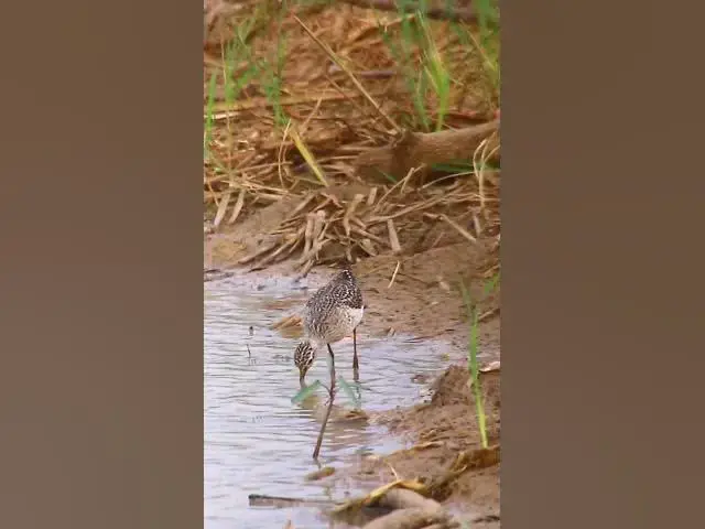 'Video thumbnail for Bird 4K | EP67 #birds'
