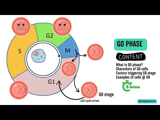 'Video thumbnail for G0 Phase of Cell Cycle or Quiescent phase in 3 Minutes'