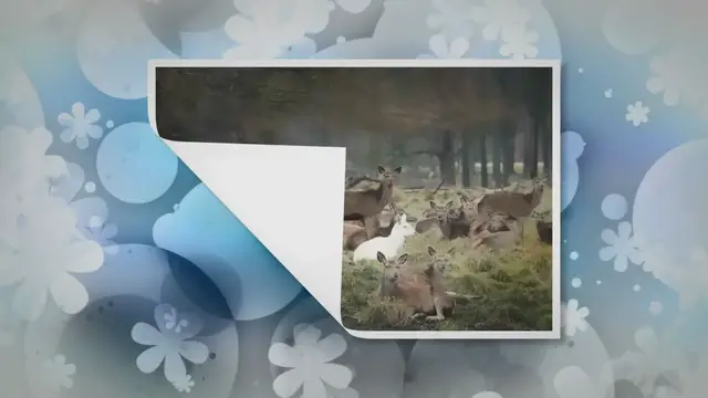 'Video thumbnail for 15 Rare Albino Animals That Capture Nature’s Unique Palette'