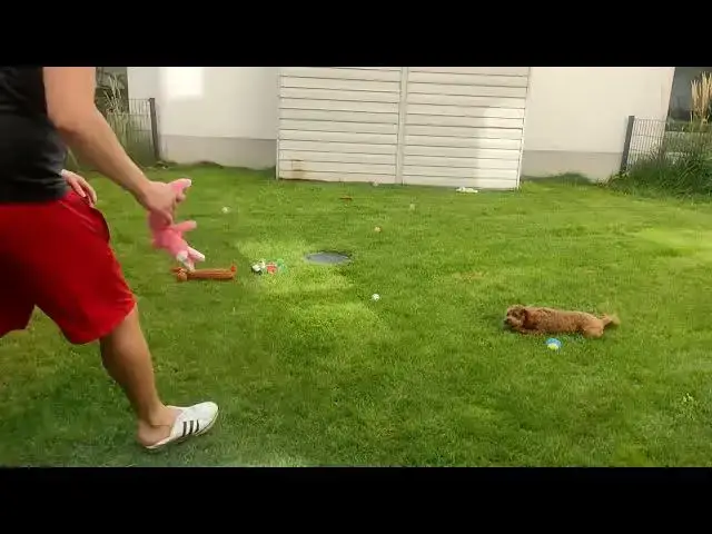 'Video thumbnail for 🎥 Ultimate Dog Playtime Montage: Maltipoo and Yorkshire Terrier Adventures! 🐾'