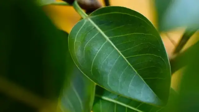 'Video thumbnail for How To Care For Your Ficus Altissima | The Plant Doctor'