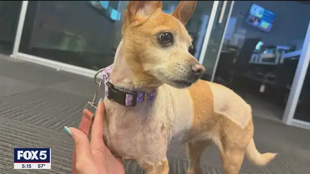 'Video thumbnail for Pit bulls that mauled chihuahua were previously ordered by NYC to be muzzled'