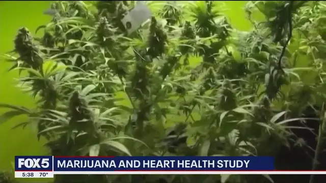 'Video thumbnail for Study shows marijuana is linked to vascular health decline'