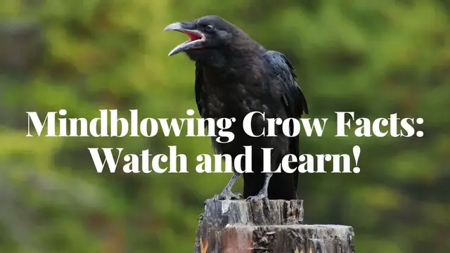 'Video thumbnail for Mindblowing Crow Facts: Watch and Learn!'