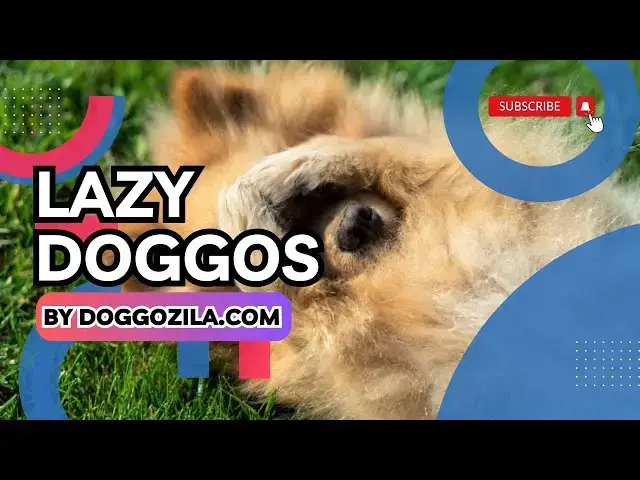'Video thumbnail for The most lazy dog breeds!'