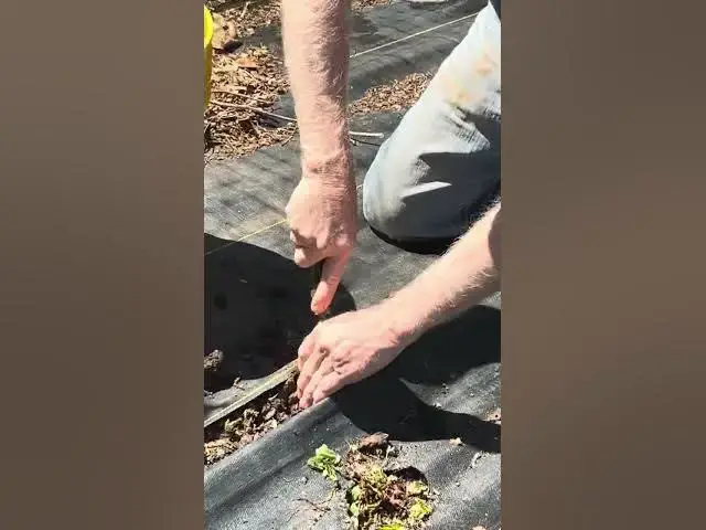 'Video thumbnail for How to plant tomatoes using the trench planting method.'