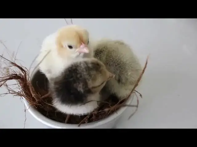 'Video thumbnail for Do Roosters Harm Hens During Mating??? How to Keep Your Flock Safe!'