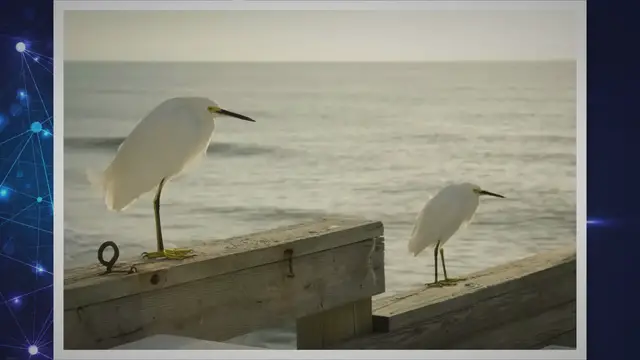 'Video thumbnail for 4 Live Venice Florida Webcams, Latest Venice News & Weather Updates'