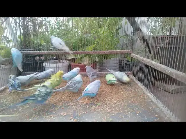 'Video thumbnail for Seltene Pracht aus dem Vogelreich – So farbenfroh kann die Natur sein! 🌈🦜 #Naturwunder #BirdParadi'