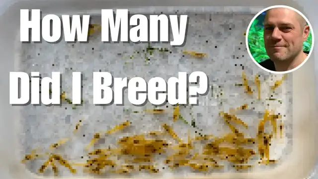 'Video thumbnail for 100-Day Shrimp Breeding Challenge Completed - HOW MANY SHRIMP DID I BREED IN JUST 100 DAYS?'