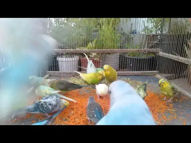 'Video thumbnail for Tagesablauf eines gesunden Wellensittichs 🌞🪶 #WellensittichAlltag #gesundeVögel #Vogelpflege #Rout'