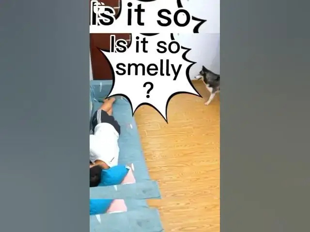 'Video thumbnail for Who Farted? #fartdog #doggofarts #huskydog #smartdog #smarthusky'