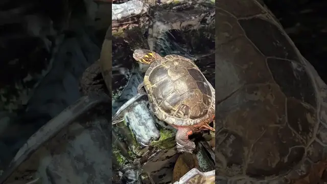 'Video thumbnail for Everyone Loves Turtles #turtle'