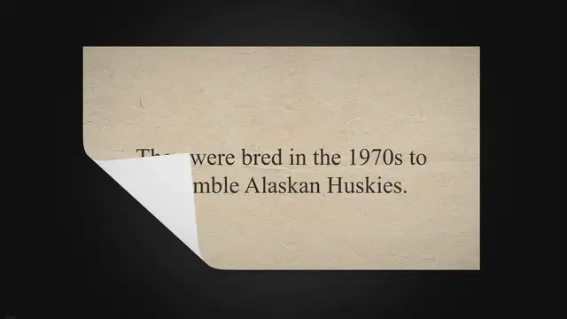 'Video thumbnail for Alaskan Klee Kai Pros and Cons to Keep in Mind in 2023'