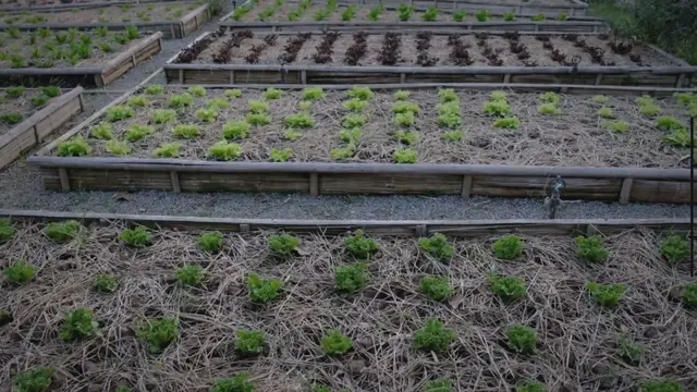 'Video thumbnail for Mastering Raised Garden Beds: Expert Tips and Techniques for a Flourishing Garden'