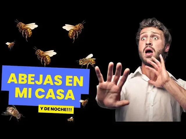 'Video thumbnail for Que significa que entre una abeja a tu casa de noche ¡Hay un mensaje!'