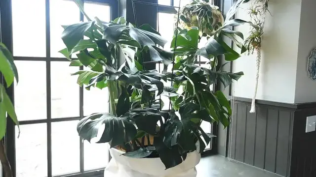 'Video thumbnail for Caring for Your Monstera | The Plant Doctor'