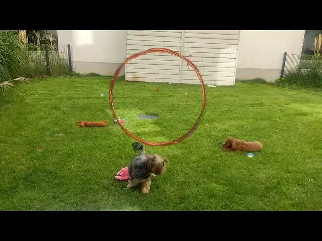 'Video thumbnail for 🎥 Ultimate Dog Playtime Montage: Maltipoo and Yorkshire Terrier Adventures! 🐾'
