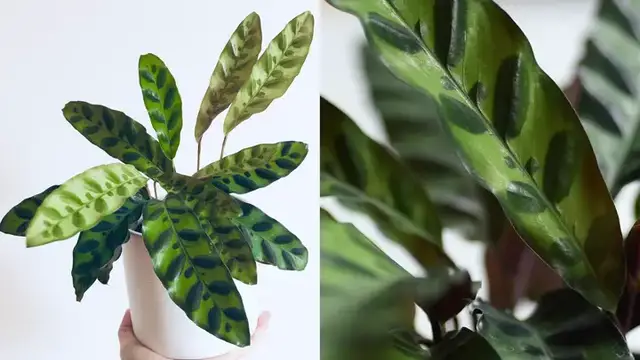 'Video thumbnail for The Plant Doctor | Caring For Your Rattlesnake Plant'