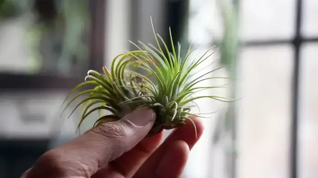'Video thumbnail for Caring For Your Air Plant | The Plant Doctor'