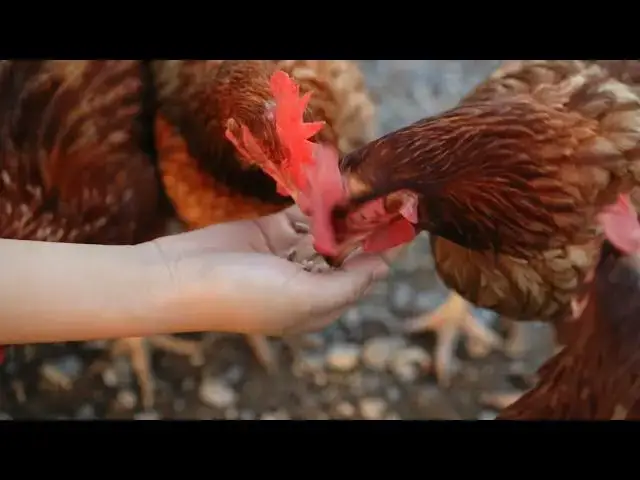 'Video thumbnail for "Chicken Preening Habits Revealed: 50 Fascinating Facts About Feathers and Hygiene"'