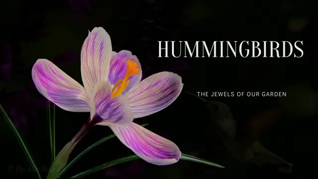 'Video thumbnail for Hummingbirds migration'