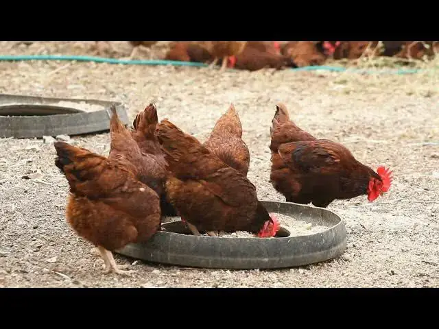 'Video thumbnail for "Optimizing Coop Ventilation: Boosting Flock Health through 20 Essential Tips"'